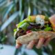 Vegan Mushroom Kebabs